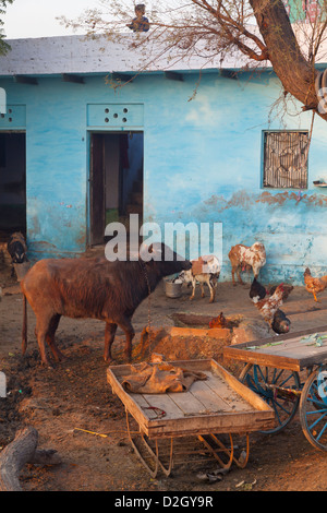 L'Inde, Uttar Pradesh, Agra, scène agricole in early morning light Banque D'Images