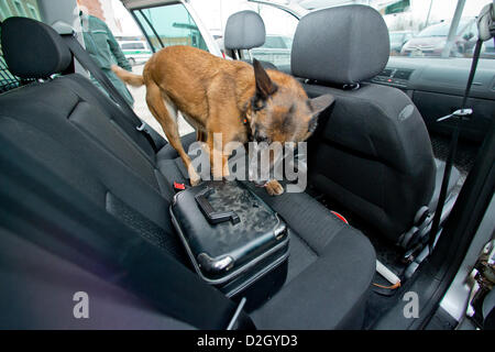 Nuremberg, Allemagne. 24 janvier 2013. Elli Durg chien renifleur effectue une recherche de vitesse à l'extérieur du cristal chef de bureau de douane à Nuremberg, Allemagne, 24 janvier 2013. Le bureau de douane a présenté les résultats de six mois de campagne de surveillance germano-tchèque. Photo : Daniel Karmann/ Alamy Live News Banque D'Images