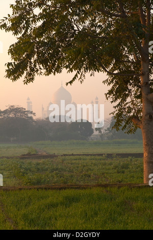 L'Inde, Uttar Pradesh, View of Taj Mahal Agra encadrée par tree in early morning light Banque D'Images