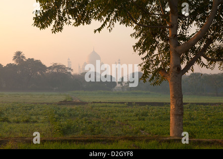 L'Inde, Uttar Pradesh, View of Taj Mahal Agra encadrée par tree in early morning light Banque D'Images