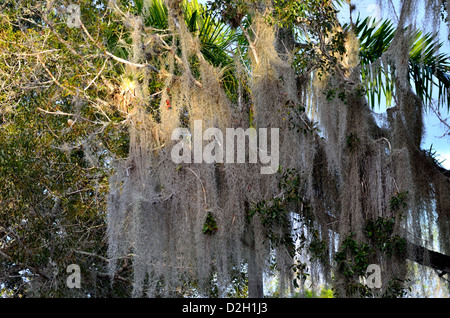 La mousse espagnole rideaux des branches d'arbre. Le Parc National des Everglades, en Floride, aux États-Unis. Banque D'Images