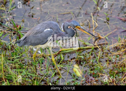 Un grand héron bleu attrapé un poisson. Le Parc National des Everglades, en Floride, aux États-Unis. Banque D'Images