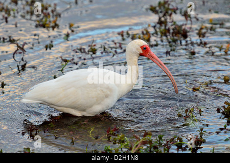 Un Ibis blanc de patauger dans des marais. Le Parc National des Everglades, en Floride, aux États-Unis. Banque D'Images