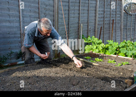 Homme travaillant dans jardin, planter des graines en lit à côté de jeunes plants de laitue Banque D'Images