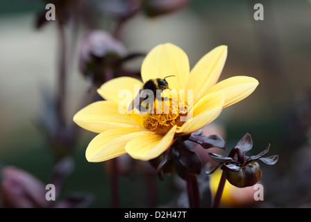 Cerf chamois bourdon Bombus terrestris travailleur se nourrissant de fleur dahlia jaune Banque D'Images