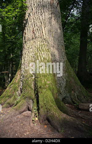 Bialowieza, Pologne, tronc d'arbre d'un vieux chêne dans le parc national de Bialowieza Banque D'Images