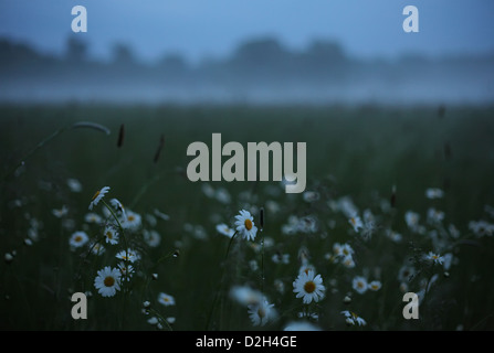 Odrzanski Bytom, Pologne, prairie avec marguerites dans le crépuscule Banque D'Images