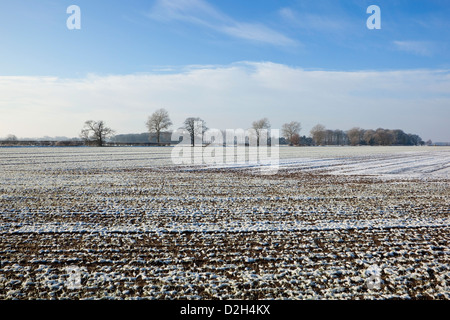 Les arbres et les haies dans un paysage d'hiver vue sur un champ arable givré Banque D'Images