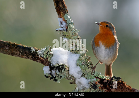 European Robin (Erithacus rubecula aux abords) perché sur branche de l'arbre couvert de lichens en forêt dans la neige en hiver, UK Banque D'Images