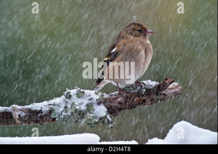 Common Chaffinch (Fringilla coelebs) femmes avec des plumes jusqu'fluffed contre le froid perché sur direction au cours de l'hiver neige Banque D'Images