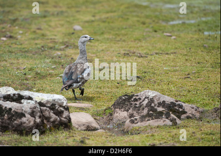 Blue-winged Goose ou oie-armée bleue d'Abyssinie (Cyanochen cyanoptera) Banque D'Images