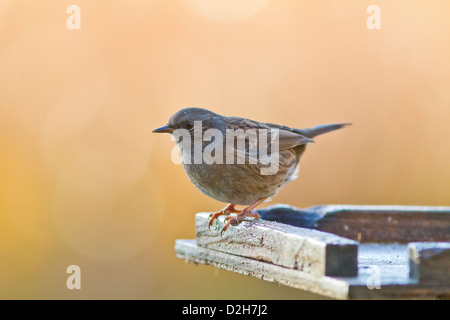 Hedge sparrow (NID) Banque D'Images