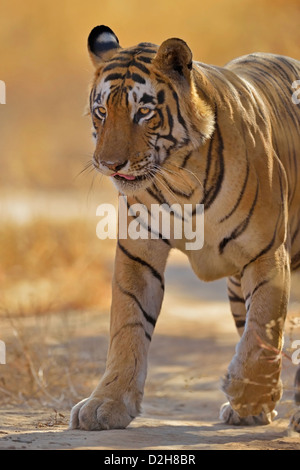 Tigre une piste forestière dans la réserve de tigres de Ranthambore Banque D'Images