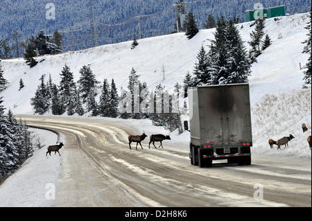 Un troupeau de wapitis qui traversent la route. Banque D'Images