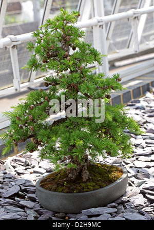 Arbre de bonzaies, mélèze d'Europe, Larix decidua, Pinaceae. L'Europe. Banque D'Images