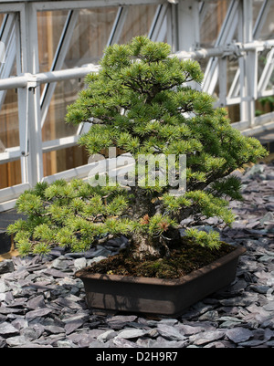 Arbre de bonzaies, pin blanc du Japon, Pinus parviflora, Pinaceae. Le Japon. Banque D'Images