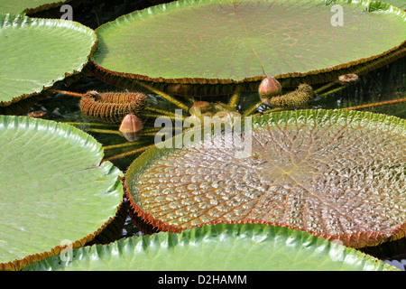 Nénuphar géant Victoria, Victoria Amazonica, Nymphaeaceae. Bassin du fleuve Amazone. Banque D'Images