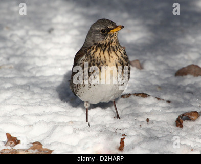 F (Turdus Fieldfare) dans un établissement d'hiver, l'alimentation et poser dans la neige Banque D'Images