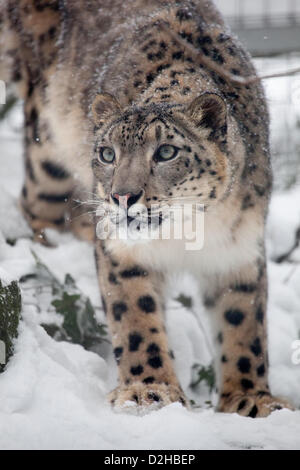 Une belle Snow Leopard explore son boîtier recouvert de neige le samedi le 19 janvier 2013. Les léopards sont fortement menacées et insaisissable, ce qui en fait un spectacle comme celui-ci encore plus spéciale. Banque D'Images
