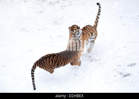 Deux tigres jouer dans une enceinte couverte de neige à Dudley Zoo le samedi le 19 décembre. Bien qu'appartenant à deux sous-espèces, les chats se traitent les uns les autres comme sœurs, rarement être impliqué dans un combat de chat comme celui-ci. Banque D'Images