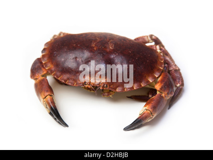 Matières crabe (Cancer pagurus) isolated on white Banque D'Images