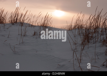 L'herbe dans les dunes de neige au coucher du soleil près de la mer du Nord Banque D'Images