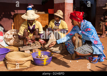 Madagascar, Ambalavao, Soalandy Atelier de soie, les travailleurs d'inverser les cocons de soie sauvage Banque D'Images
