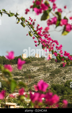 Bougainvillea rose fleuri avec les moulins à vent Els Molins de la Plana au loin, Javea, province d'Alicante, Espagne Banque D'Images