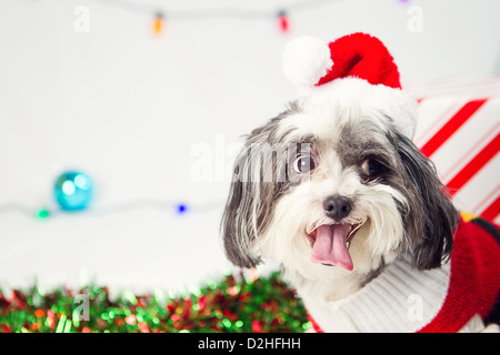 Un studio Noël shot of a dog Banque D'Images