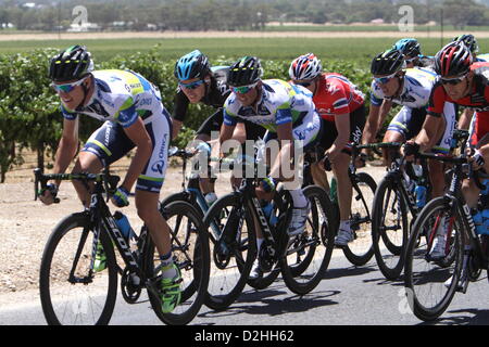 De l'équipe Orica Greenedge attaquer sur l'avant du peleton dans les derniers kilomètres de l'étape 4 de la Santos Tour Down Under 2013 de Modbury à Tanunda, Australie du Sud le 25 janvier 2013. Banque D'Images