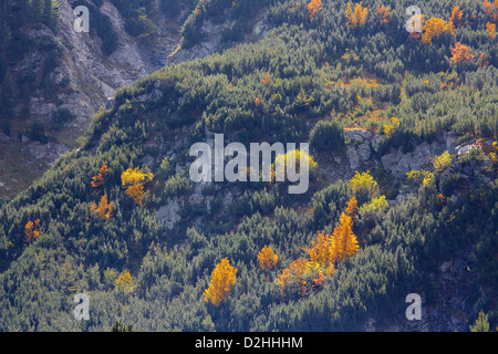 Saison d'automne dans les montagnes - Taches de jaune et rouge les arbres feuillus entre le massif de conifères Banque D'Images