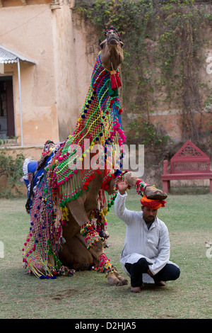 Dromadaire (Camelus dromedarius). Le mâle Gajraj un pied sur la tête de son entraîneur. Comme un chameau danse il apparaît d Banque D'Images
