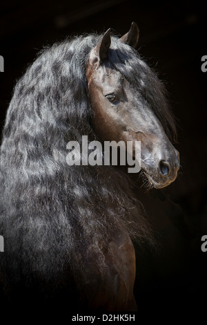 Cheval frison. Portrait d'un étalon d'un fond noir Banque D'Images