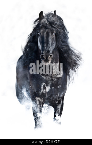 Cheval frison. Étalon noir trottant dans la neige Banque D'Images