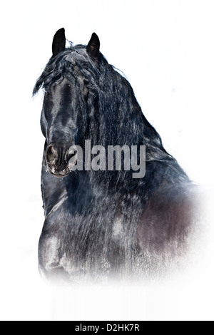 Cheval frison. Portrait de l'étalon noir dans la neige Banque D'Images