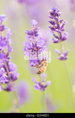 Scène d'été avec abeille pollinisant les fleurs de lavande dans green field Banque D'Images