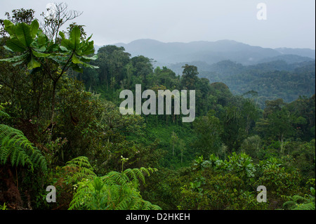 Vue sur la canopée, la forêt de Nyungwe au Rwanda, le Parc National Banque D'Images