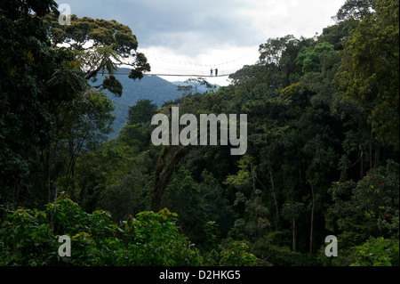 La canopée de Nyungwe, à pied de la forêt de Nyungwe au Rwanda, le Parc National Banque D'Images