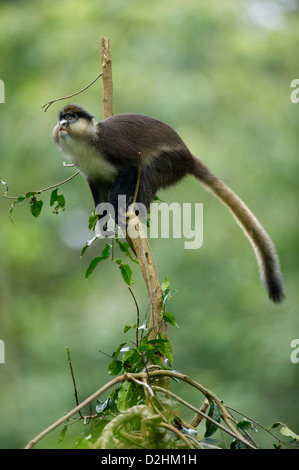 Red-tailed monkey, Cercopithecus ascanius, Parc National de la forêt de Nyungwe, au Rwanda Banque D'Images
