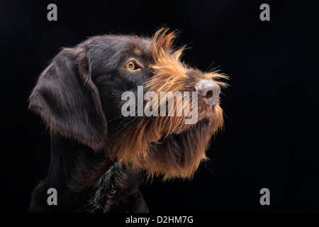 Braque allemand. Portrait d'adulte. Studio photo sur un fond noir Banque D'Images