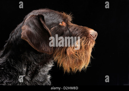 Braque allemand. Portrait d'adulte. Studio photo sur un fond noir Banque D'Images