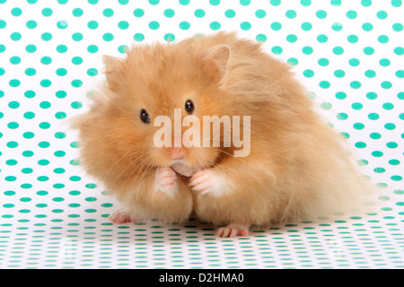 Animal Hamster, Hamster Ours (Mesocricetus auratus). Seule la nourriture jusque dans sa farce adultes reversibles Banque D'Images