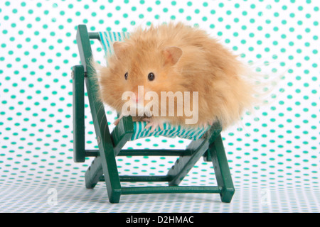 Animal Hamster, Hamster Ours (Mesocricetus auratus) sur un jouet chaise longue Banque D'Images