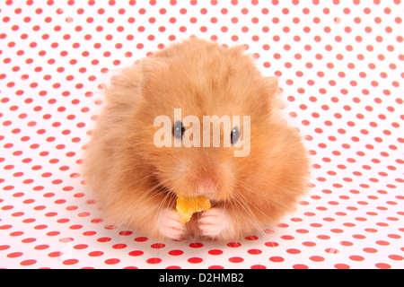 Animal Hamster, Hamster Ours (Mesocricetus auratus). Seule la nourriture jusque dans sa farce adultes reversibles Banque D'Images