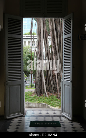 C'est une photo d'un banian ou Banyan Tree Root dans une ville de Saigon au Vietnam. C'est dans e rues on peut voir ses racines Banque D'Images