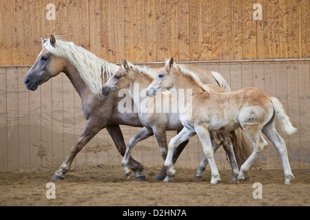 Cheval Haflinger. Mare avec deux poulains trottant dans un manège Banque D'Images