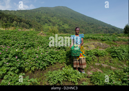 Dans un champ de pommes de terre à la base du mont Bisoke, le parc national des volcans, Rwanda Banque D'Images
