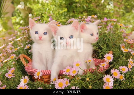 Les no de cat. Trois chatons blancs (34 jours), l'un d'eux avec iris heterochromia dans un panier de fleurs Daisy rose entre Banque D'Images