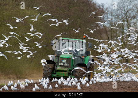 Goéland argenté (Larus sp.) à la suite d'un champ de labour tracteur Banque D'Images