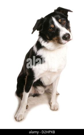 Border Collie. Seul mâle adulte assis. Studio photo sur un fond blanc. Banque D'Images